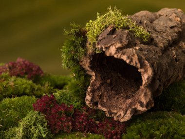 Cork ağaç kabuğu doğa arka plan olarak peri fotoğraflar için kullanılabilir moss üzerinde karanlık bir delik ile