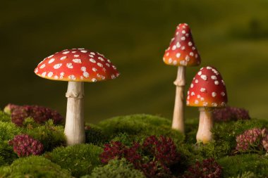 Closeup masal arka plan olarak kullanılan kırmızı fly agaric toadstoels