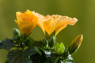Canlı sarı hibiscus çiçek yeşil bir arka plan