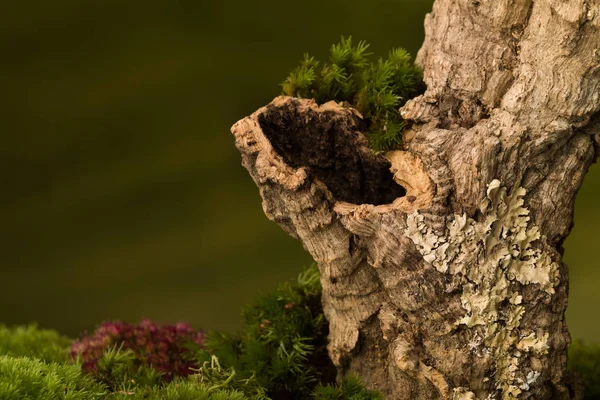 软木树皮与苔藓上的一个黑暗的洞 可以作为童话照片的自然背景 — 图库照片