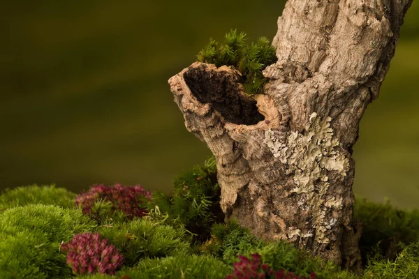 Tronco hueco del árbol — Foto de Stock