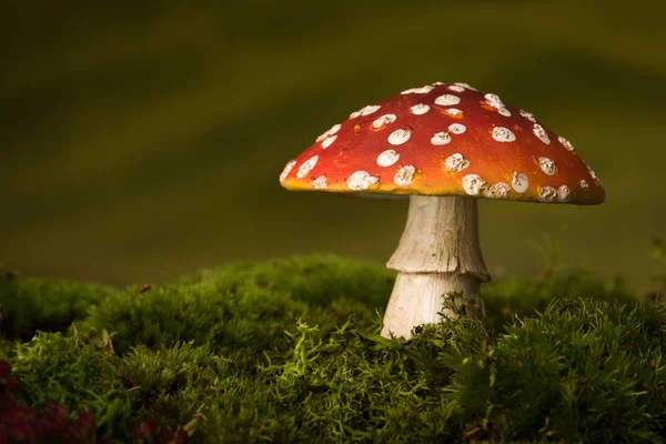 Einzelner Fliegenpilz auf Moos — Stockfoto