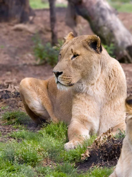 Fiatal női afrikai oroszlán — Stock Fotó
