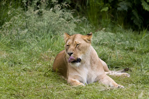 Schläfrige afrikanische Löwin — Stockfoto