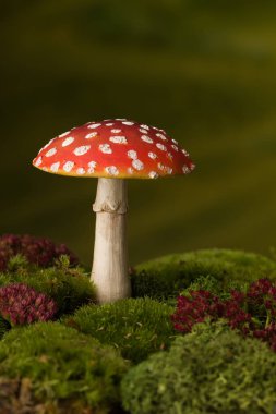 yosun kırmızı toadstool
