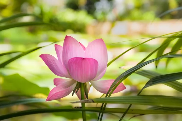 Holy lotus flower