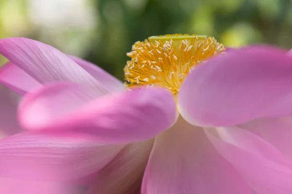 Lotus çiçek kalp — Stok fotoğraf