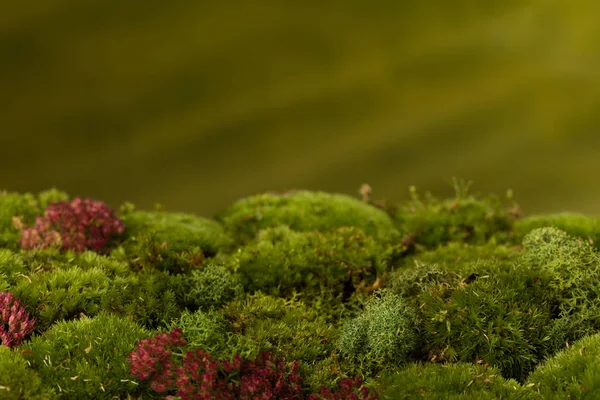 Moss horizon background — Stock Photo, Image