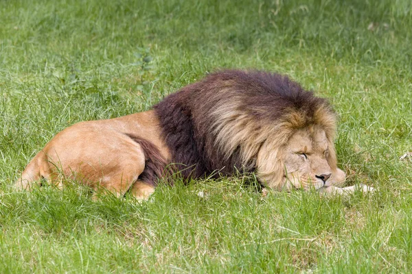 Jeune lion africain mâle dormant — Photo