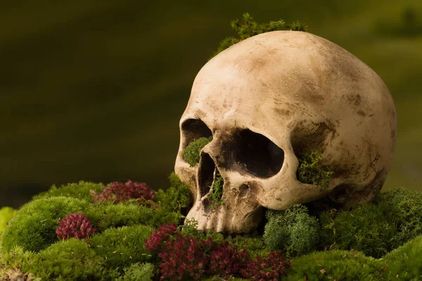 Creepy skull on moss — Stock Photo, Image