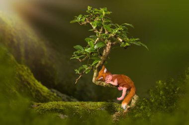 Bonsai ağacında tilki kıyafeti bebek