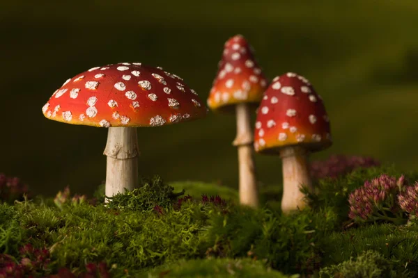 Three toadstools fairy background — Stock Photo, Image