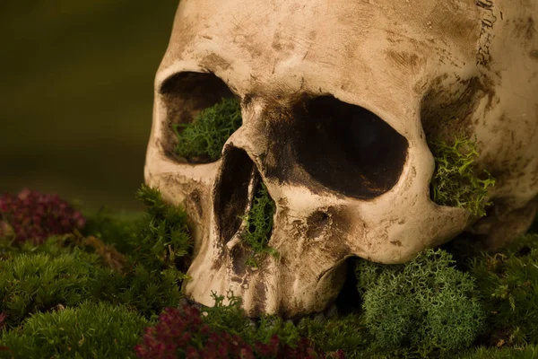 Skull closeup on moss — Stock Photo, Image