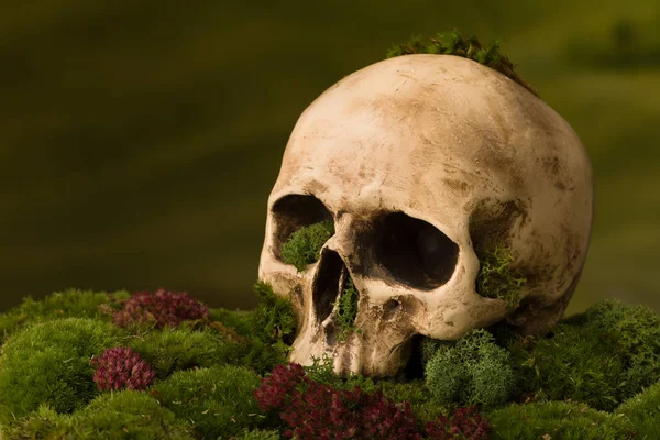 Skull on moss for composites — Stock Photo, Image