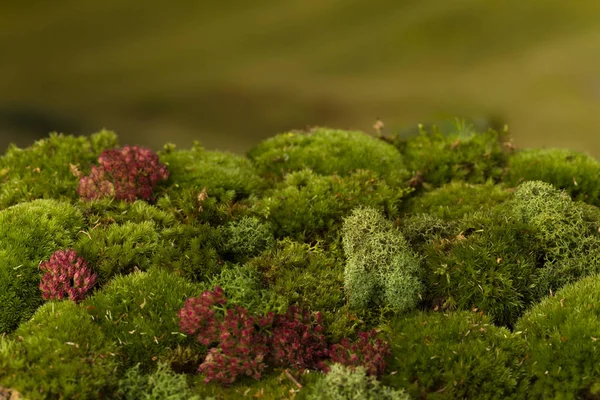 Цветной мох — стоковое фото