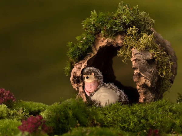 Hedgehog baby i hult træstamme - Stock-foto
