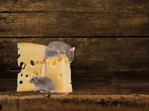 Étagère en bois antique avec souris et fromage — Photo