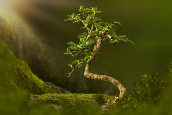 Bonsai backdrop with moss — Stock Photo, Image