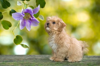 Bu 8 aylık gerçek bir Maltipoo yavrusu. Annesi kırmızı bir oyuncak kaniş, babası beyaz bir Maltese 'di..