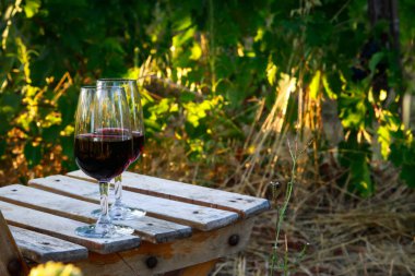 bir sandalyede bağda şarap kadehi