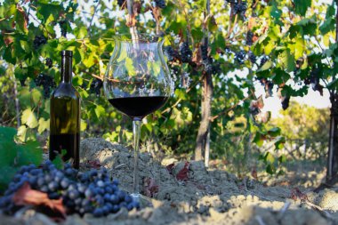 içinde üzüm şarap