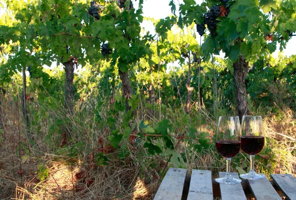 Glass Wine Vineyard — Stock Photo, Image