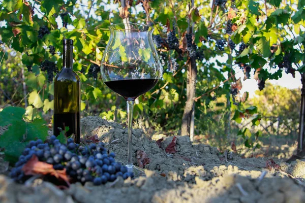 Bicchiere Vino Vigna — Foto Stock
