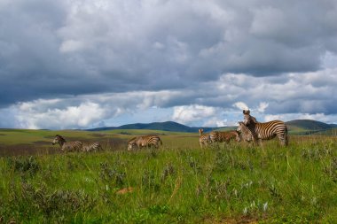 Zebra sürüsü Nyika Ulusal Parkı, Malawi, Afrika 'nın düzlüklerinde ve doğasında bulutlu ve manzaralı dramatik bir gökyüzünde duruyor..