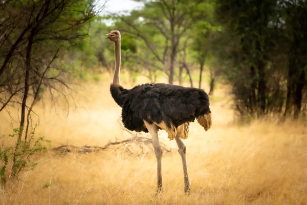 Namibya 'da bir off-road safarisi sırasında Afrika savanasında devekuşu.
