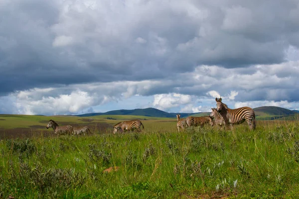 Stádo Zebry Stojí Pláních Přírodě Národního Parku Nyika Malawi Afrika — Stock fotografie