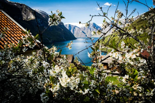 Springtime in Norway with view on the Aurlandsfjord. Travel, Tourism and beauty in nature