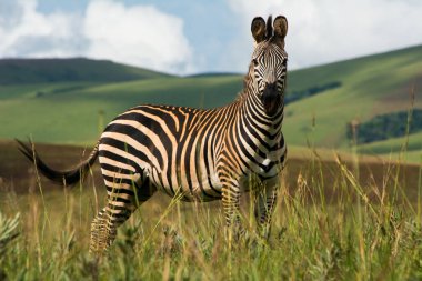 Nyika Ulusal Parkı, Malawi 'de tek bir zebra duruyor. Tam boy. Odaklanamayan arka planda doğa ve yeşil tepeler
