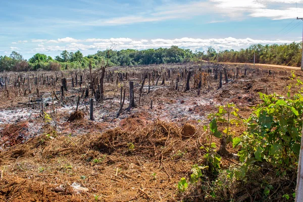 Deforestation Cut Trees Burnt Forest Favor Agriculture Slash Burn Tactics — Stock Photo, Image