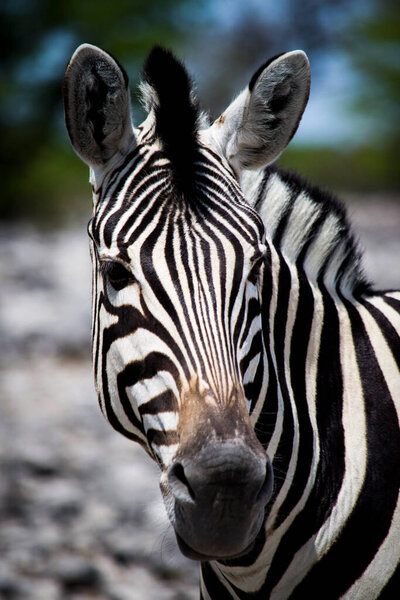 Single zebra head close-up, view on head and stripes, bush in defocused background