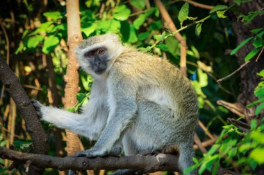 Afrika 'daki safari sırasında Botsvana' daki Chobe Ulusal Parkı 'nın sık çalılarındaki bir ağaçtaki vervet maymunu.
