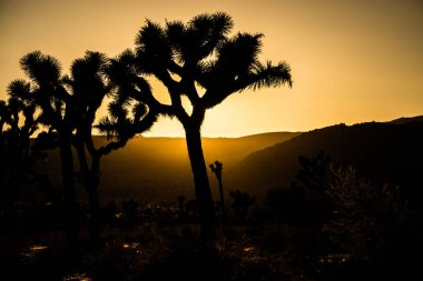 Trees in silhouette during orange sunset, at Joshua Tree National Park, California, USA.