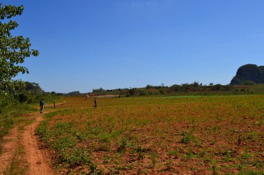 Vinales, Küba, Mart 2011: Küba 'da tütün tarlalarında çalışan çiftçiler