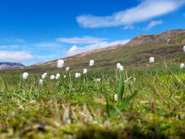 Flowers and plants of Iceland: Scheuchzer's cottongrass, or white cottongrass, latin name: Eriophorum scheuchzeri in a green Icelandic landscape on blue sky clipart