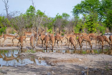 Büyük bir antilop sürüsü, Afrika 'daki ulusal bir parkta su havuzunda su içip nöbet tutuyor. Safari gezisi sırasında vahşi yaşam ve doğa