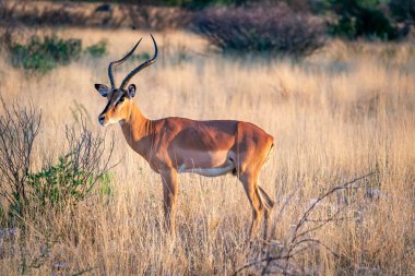 Impala antilopları Etosha Ulusal Parkı 'ndaki Afrika bozkırlarında izole edilmiş. Safaride vahşi yaşam. Afrika kıtasında seyahat ve turizm
