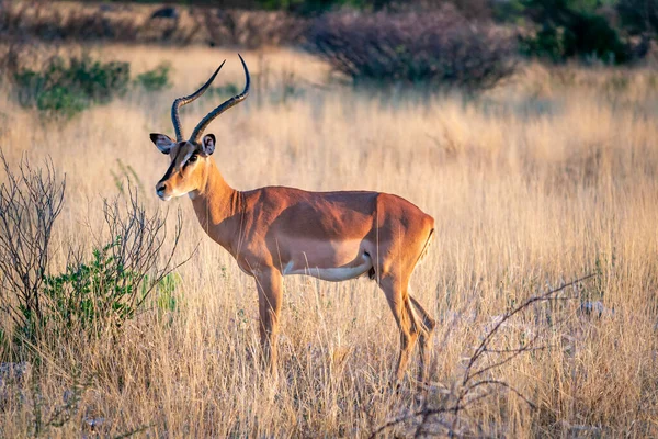 Impala antilopları Etosha Ulusal Parkı 'ndaki Afrika bozkırlarında izole edilmiş. Safaride vahşi yaşam. Afrika kıtasında seyahat ve turizm