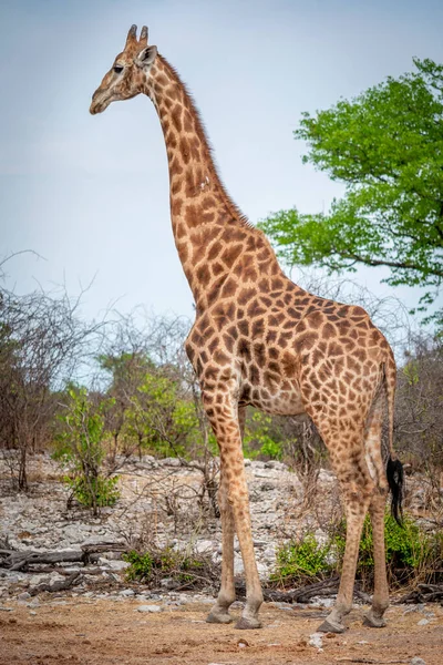 Girafa Graciosamente Com Elegância Deserto Savana Africana Durante Safari — Fotografia de Stock