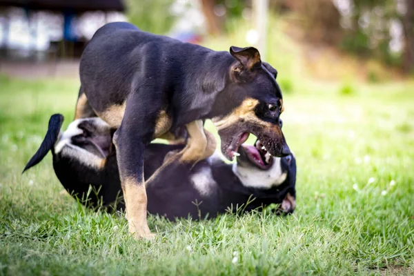 两只玩世不恭的波塞隆狗在草地上玩耍 另一只在草地上玩耍 — 图库照片