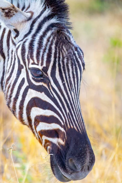 Close Retrato Uma Cabeça Zebra Comendo Grama Savana Africana — Fotografia de Stock