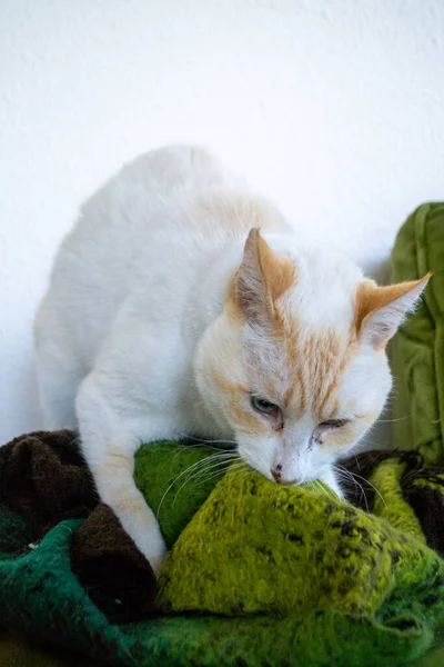 Beyaz kedi kabarık battaniyede pençelerini yoğuruyor..