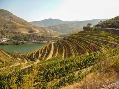 Douro Valey, Portekiz 'de şaraphane ve üzüm bağlarıyla. Seyahat ve Turizm