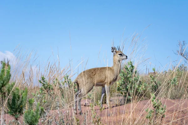 Klipspringer Antelope Oreotragus Oreotragus Blue Sky Background Plenty Copy Space — Stock Photo, Image