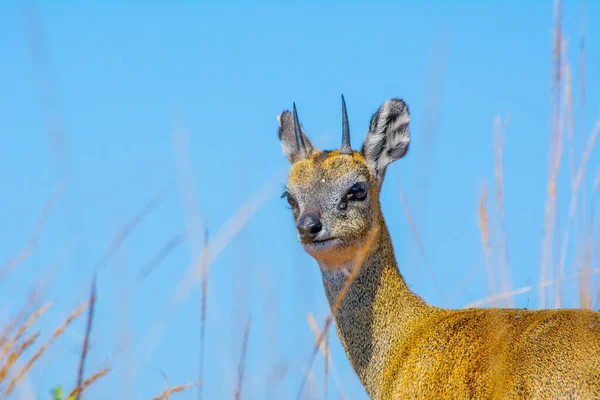 Klipspringer Antelope Oreotragus Oreotragus Blue Sky Background Plenty Copy Space — Stock Photo, Image