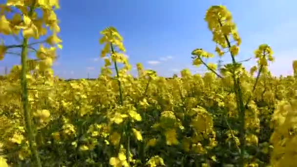 油菜籽花在晴朗的天空下在风中摇摆 — 图库视频影像