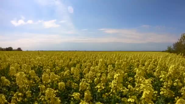 Las Flores Colza Balancean Viento Bajo Cielo Despejado — Vídeo de stock